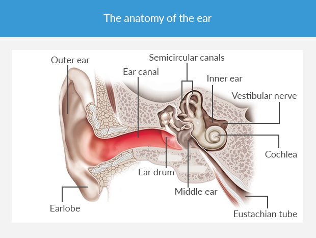 An infographic showing the anatomy of the ear